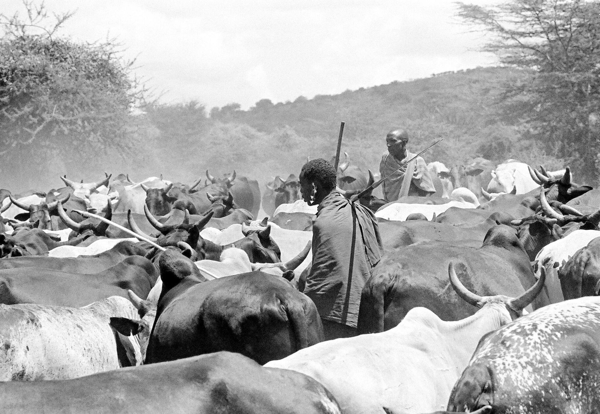 The International Development Association (IDA), an affiliate of the World Bank, is helping the Government of Kenya finance a high priority education programme, designed primarily to upgrade farmers' skills and, in turn, to increase agricultural productivity. Farmers are given practical instruction by means of mobile units.   
These Masai herdsmen, who are seen with their cattle near a watering hole, will benefit from the wells and storage troughs the programme will bring to this area [near Nairobi].