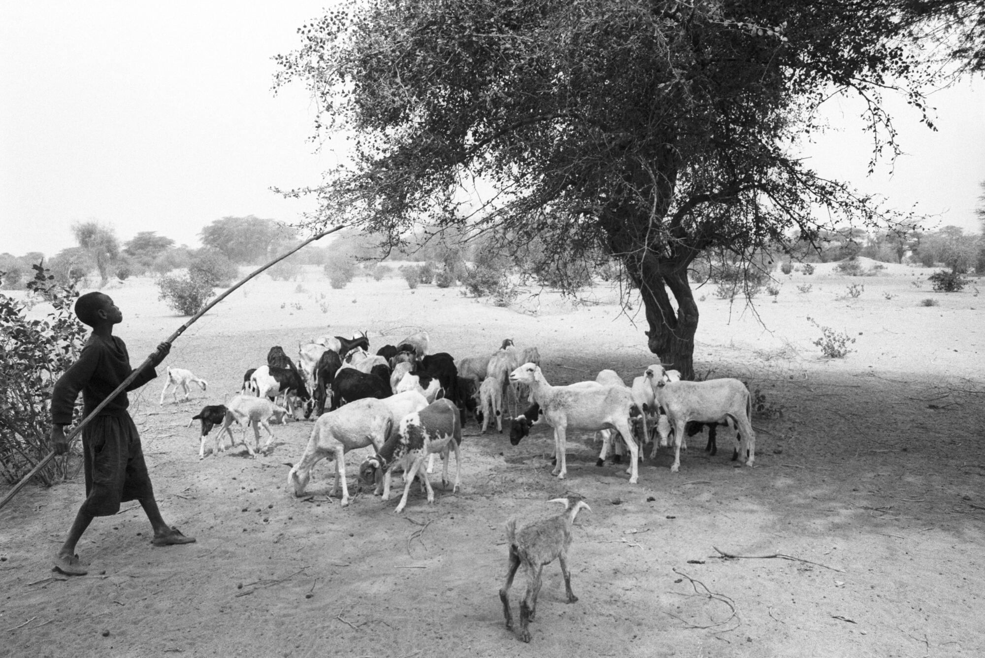 For some time to come the poorer countries of the world will have to rely on agriculture to raise their living standards and supply the capital they need to create industries. Agricultural production must therefore be increased. This requires tractors, fertilizers, new and better seeds, vast irrigation schemes, and land reform. 
A young goat-herder with his animals in the more fertile Delta area of Senegal. [No exact date]