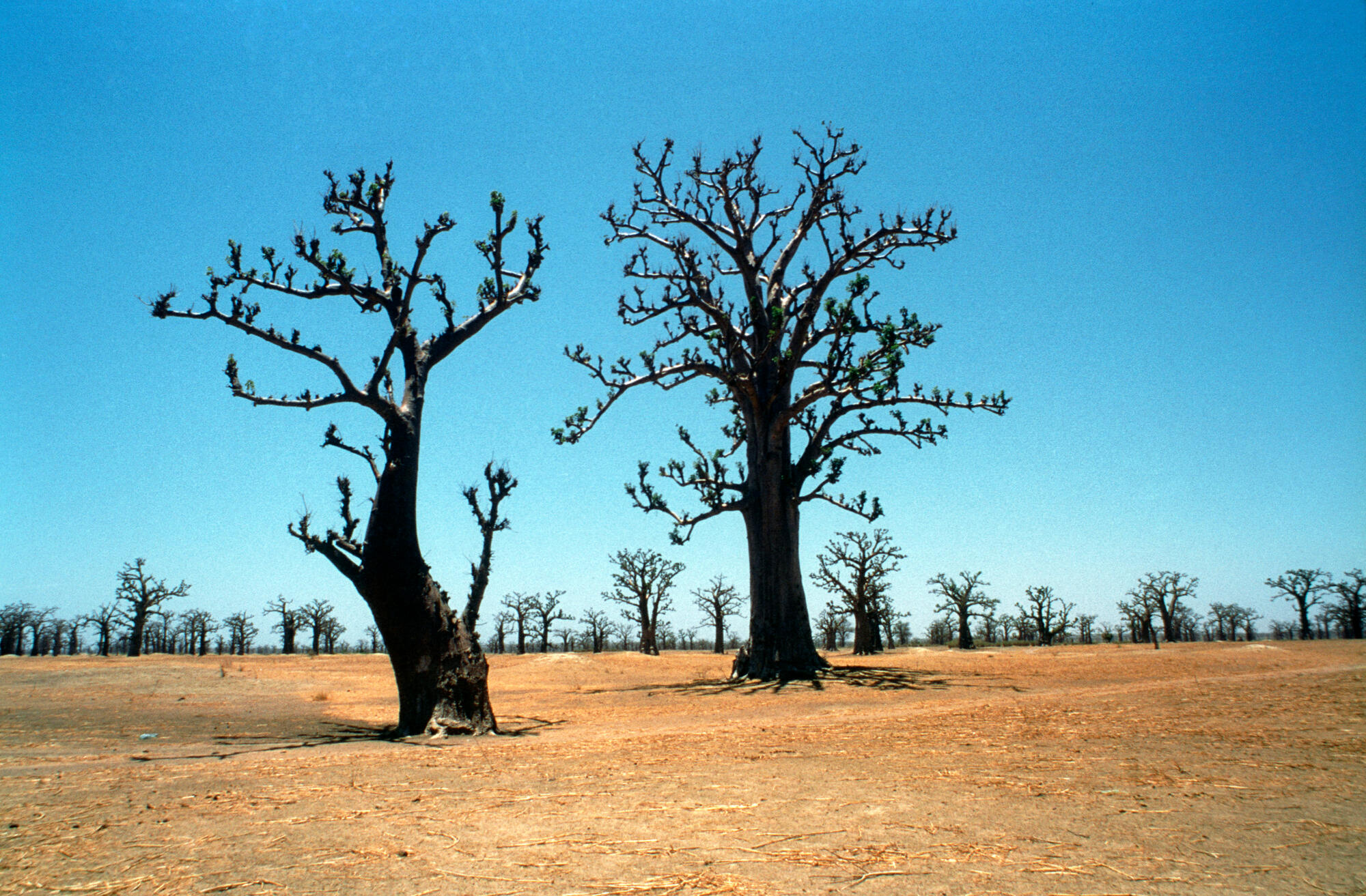 Two Baobab trees, with their thick trunks and large edible fruits, growing on the outskirts of Dakar, Senegal.