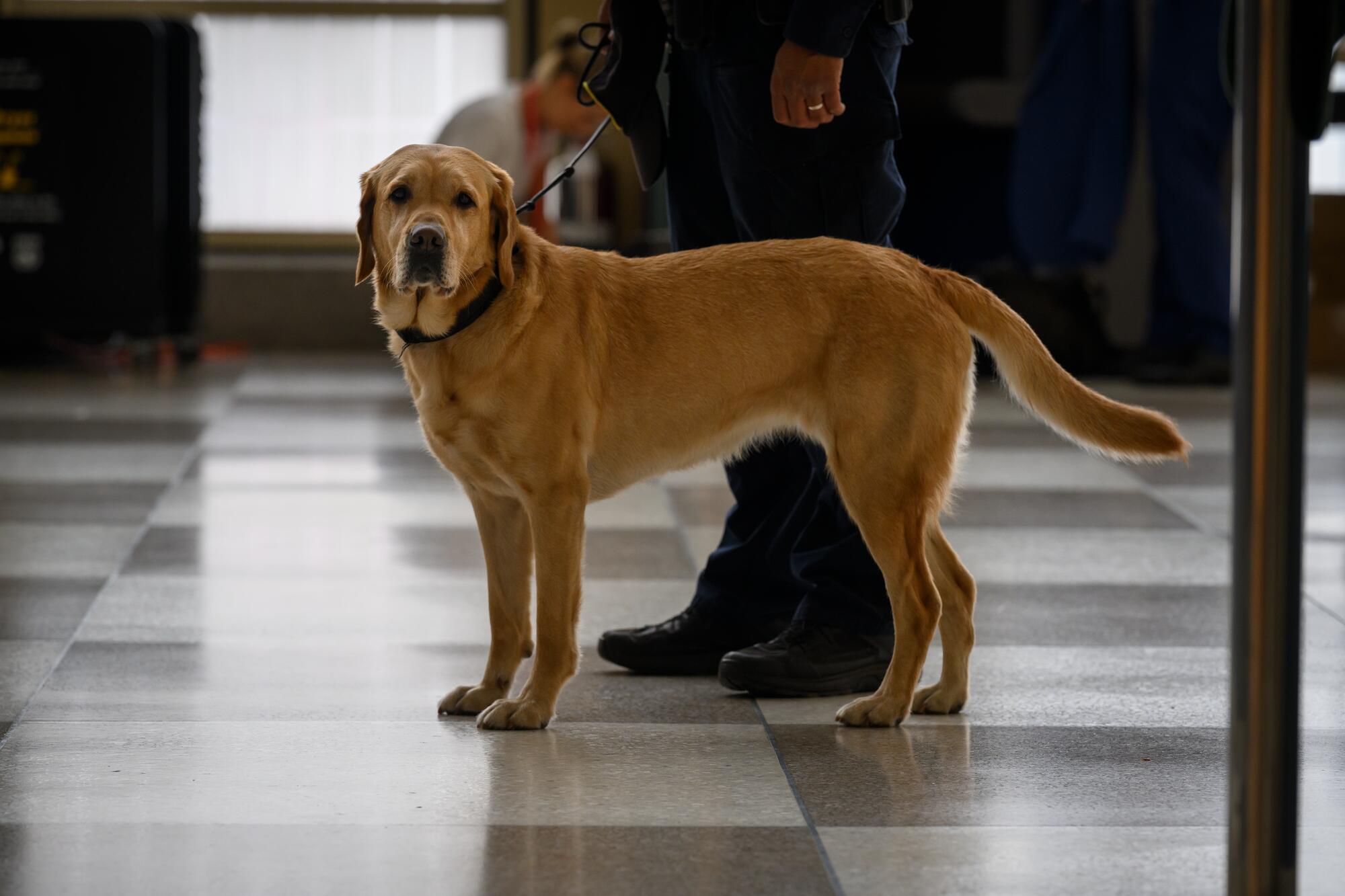 UN Security Officer Gonzalez and his K-9 partner Hana pose for a photo on the second day of the 80th General Assembly Debate at UN Headquarters.